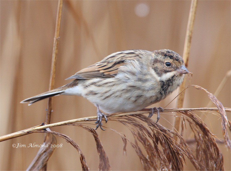 Reed Bunting Cosmeston 13 12 08  IMG_7911